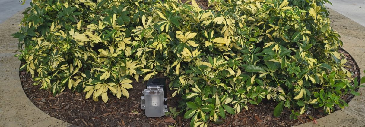 Trimmed shrubs and mulched planting bed around a tree, maintained by H3 Industries in Palm Beach Gardens