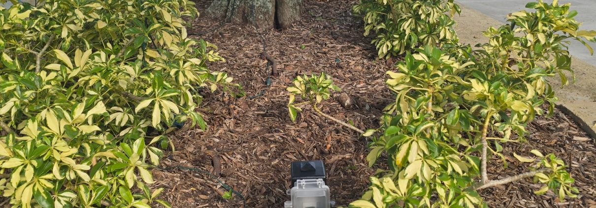Landscaping cleanup with fresh mulch and trimmed shrubs around a tree by H3 Industries in Palm Beach Gardens